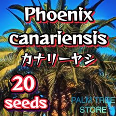 【種】20粒　Phoenix canariensis 　カナリーヤシ