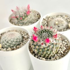【多肉植物】サボテン・マミラリア4種セット　Mammillaria