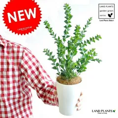 アカシア（サンカクバ） 4号 白色 プラスチック鉢 黄色の花 ハナアカシア 鉢植え オジギソウ ミモザアカシア　アカシアの木　観葉