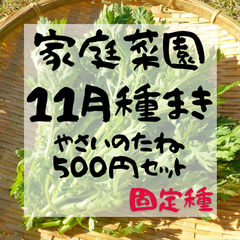 11月に蒔ける野菜の種　選べる500円セット！ 11/6