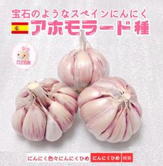 アホモラード　20球分　スペインにんにく　バラして即発送　にんにくひめ
