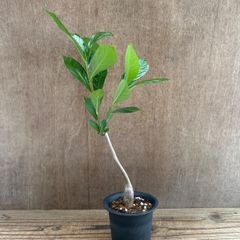 バオバブ ディギタータ ⑨ 現品 Adansonia digitata アオイ科 バオバブ属　観葉植物 観葉 植物 珍奇植物 珍奇 珍しい レア 希少 インテリア プレゼント おしゃれ かわいい リビング  グリーン アートプランツ　結婚祝い 新築祝い