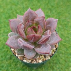 多肉植物。実生苗。ラウリンゼ×ロメオ - メルカリ