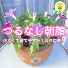 【お花の種】つるなし朝顔☆カラフルミックス 種子 約10粒！のサムネイル