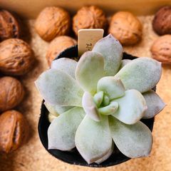 スノーオレンジ　多肉植物