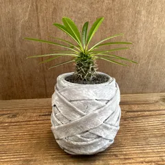 パキポディウム ラメリー ③ 現品 Pachypodhium lamerei パキポジウム パキポジューム ラメレイ マダガスカル・パーム 夢叶棒 観葉植物 観葉 植物 珍奇植物 珍奇 珍しい レア 希少 塊根植物 塊根 コーデックス インテリア プレゼント