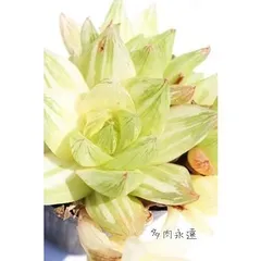 京の華錦並斑 ハオルチア 2寸ポット ススキノ科 多肉植物 斑入り 透明窓