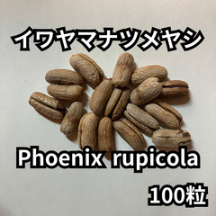 【種】100粒　Phoenix rupicola　イワヤマナツメヤシ