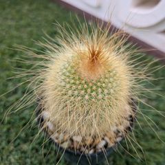 サボテン　エリオカクタス　金晃丸