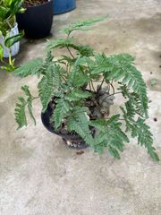 猫しのぶ　トキワシノブ　シダ植物　猫の手　観葉植物　かわいい　インテリア　グリーン