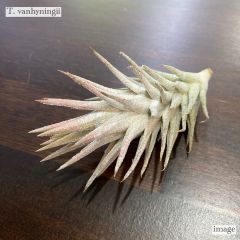 エアープランツ専門店B&L - メルカリShops