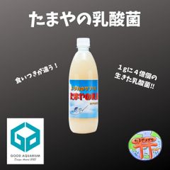 たまやの乳酸菌　１本