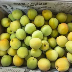 函館近郊産青梅6キロサイズL❣️ 函館むさしや | ✨ 七飯産 青梅入荷！ Lと2Lサイズ！ #函館