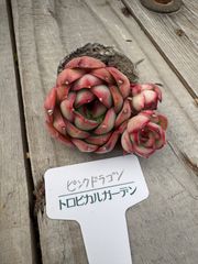 ピンクドラゴン　エケベリア　トロピカルガーデン　多肉植物