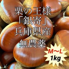 採れたて　銀寄　生栗  M〜Lサイズ　1kg