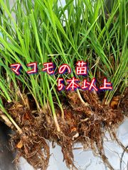 100本＋α マコモダケ苗 マコモタケ苗 マコモ苗 品種 一点紅 苗