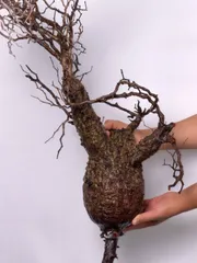 FP37 オペルクリカリア パキプス ベアルート株 オペルクリカリア パキプス-OP37 | Supervoid Caudex