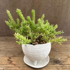 リプサリス メセンブリアンテモイデス 鉢付 現品　 Rhipsalis mesembryanthemoides  糸葦 イトアシ 森林サボテン ジャングルサボテン 観葉植物 観葉 植物 多肉植物 多肉 カクタス サボテン グリーン