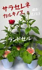 ランドセル　サラセレネ　カルキノス　ランダムに1株発送致します‼️