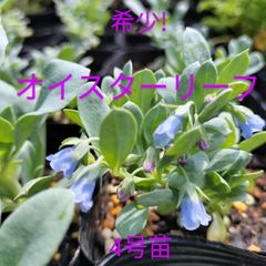 希少オイスターリーフ　金子香草園　3.5号苗　10.5cm苗　多年草　牡蠣風味の葉　希少野菜　料理　ガーデニング　ハーブ