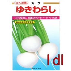カネコ種苗　ゆきわらし　蕪　１ｄｌ