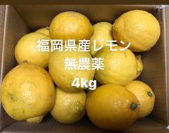 国産レモン(種あり)　無農薬　福岡県産　4kg以上箱込み