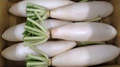 三浦大根（中太大根）6本