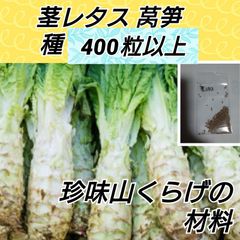 茎レタス 種子400粒以上 shop【固定種】