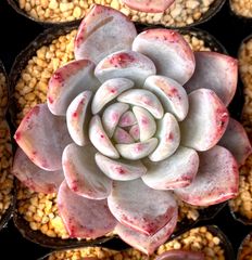 レッドストーン　エケベリア　韓国苗　多肉植物