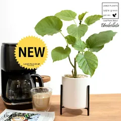 【鉢カバー】 ウンベラータ（自然樹形） アイアンスタンド付き 陶器鉢 白色 Sサイズ 【ハイドロボール・アイアンスタンド】 足 台