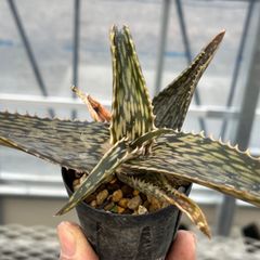 Aloe somariensis アロエ　ソマリエンシス　実生
