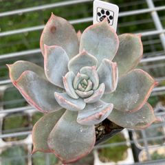 多肉植物 リンゼアナ✕ラウイ - メルカリ