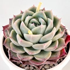 【多肉植物】エケベリア・シルエット  Echeveria 'Silhouette'