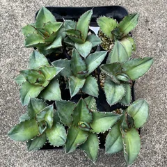 アガベ　チタノタブルー実生　2022年5月播種　オマケ付 アガベ チタノタブルー実生 2022年5月播種 オマケ付 - メルカリ