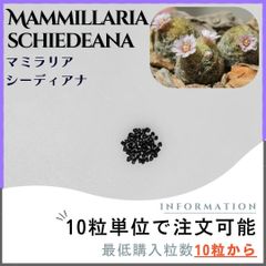 【種子】マミラリア シーディアナ /セット割あり 数量10粒から購入OK