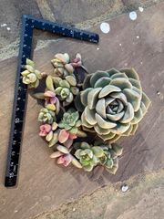 桜牡丹、白牡丹大きめセット⑤