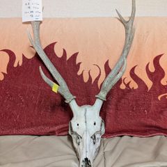 バイソンブルの頭骨標本 - メルカリ