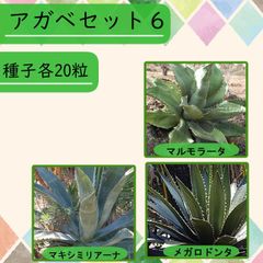 【種子】アガベSET6 3種20粒 全60粒