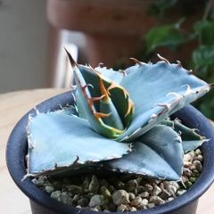 発芽確認後に発送】【種子】 （旧サルコカウロン）モンソニア