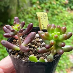 2025年最新】ルビーティント 多肉植物の人気アイテム - メルカリ