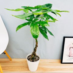 ［現品］23番　パキラ　編み込み　7号  観葉植物　おしゃれ　室内　ねじり　プラコッタ鉢受け皿付き　育てやすい