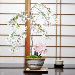三河盆栽 おかめ桜 鉢植え 盆栽 富士桜 おかめ サクラ さくら オカメ