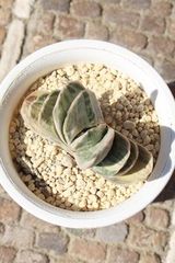 富士錦 ガステリア Mサイズ5.5ｃｍポット Gasteria fuji f. variegata 多肉植物 多肉永遠