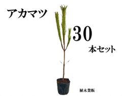 アメリカハナズオウ ハートオブゴールド 接木6年生 210cm大苗 - メルカリ