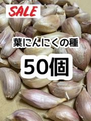【希少】高知県産 種50個 葉にんにく 国産  バラにんにく 葉にんにくの種