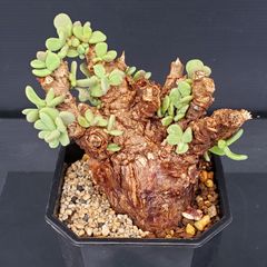 柳*様 オークション！ 古木 大株 発根済み 現地株 ケラリア ピグマエア 塊根 柳*様 オークション！ 古木 大株 発根済み 現地株 ケラリア