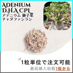 【種子】アデニウム 獅子葉 CPL /セット割あり数量1粒から購入OK