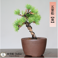 五葉松【葵】アオイ ミニ盆栽 小品盆栽【泰寿園 Online】接ぎ木 現品 一点物 優良葉性 五葉松 松柏 松 10