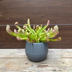 ⑥ サラセニア リグレヤナ 食虫植物 4.5号 現品 Sarracenia Wrigleyana ヘイシソウ 瓶子草 ⑦