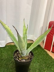 アガベ A18 現物販売 屋外 観葉植物